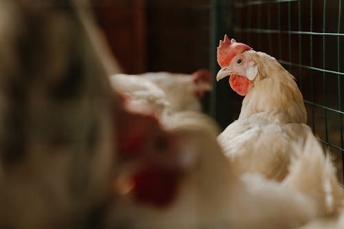 White Chicken in Tilt Shift Lens