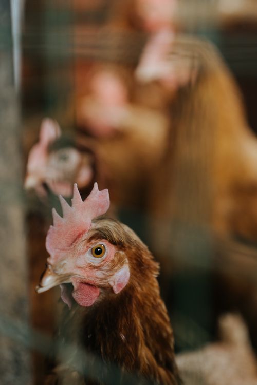 Free Detailed view of chickens inside a rural henhouse. Perfect for farm life stories. Stock Photo