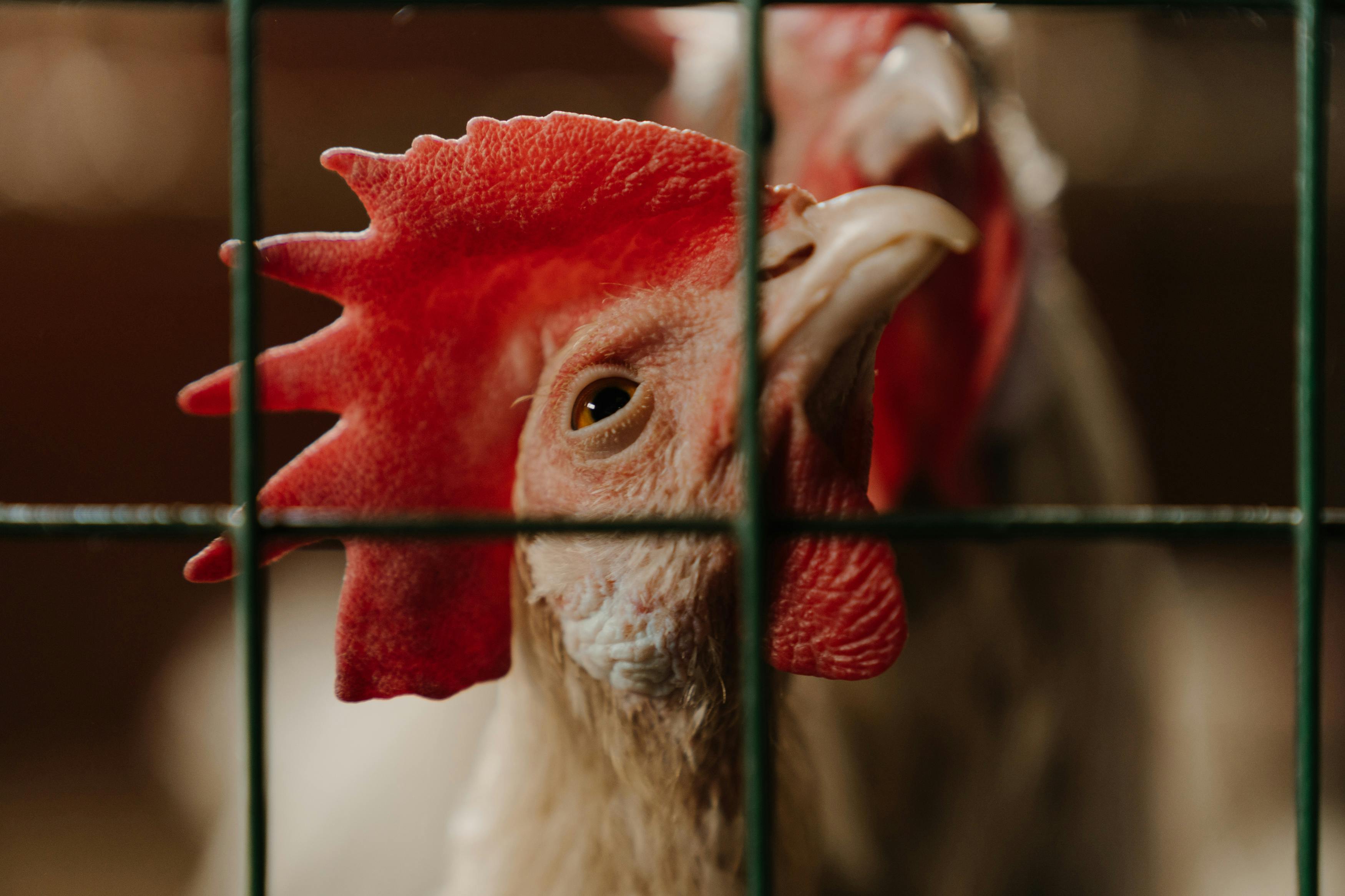 "Recognizing bird flu in chickens"