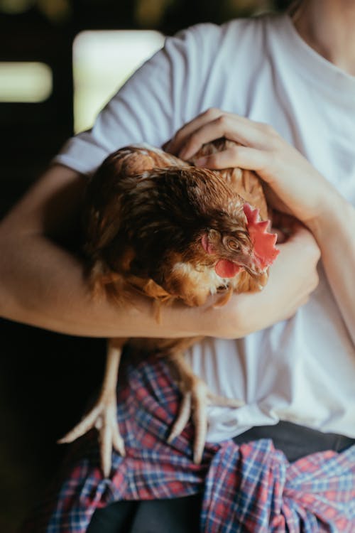 Man in White Shirt Holding an Old Chicken