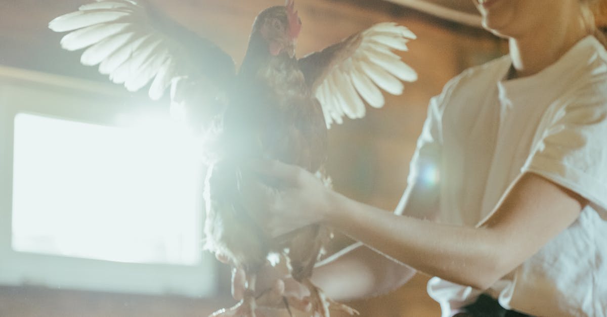 How long to boil frozen chicken wings