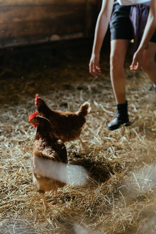 Free Young farmer tends to hens in a rustic barn setting, natural daylight. Stock Photo