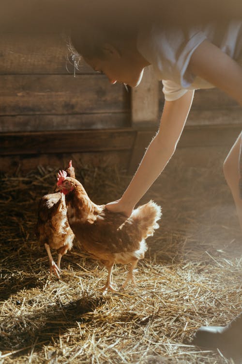 Imagine de stoc gratuită din activități agricole, agricultori, casă