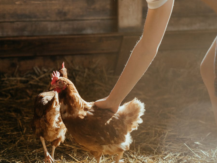 Is chicken fajitas good for a diet?