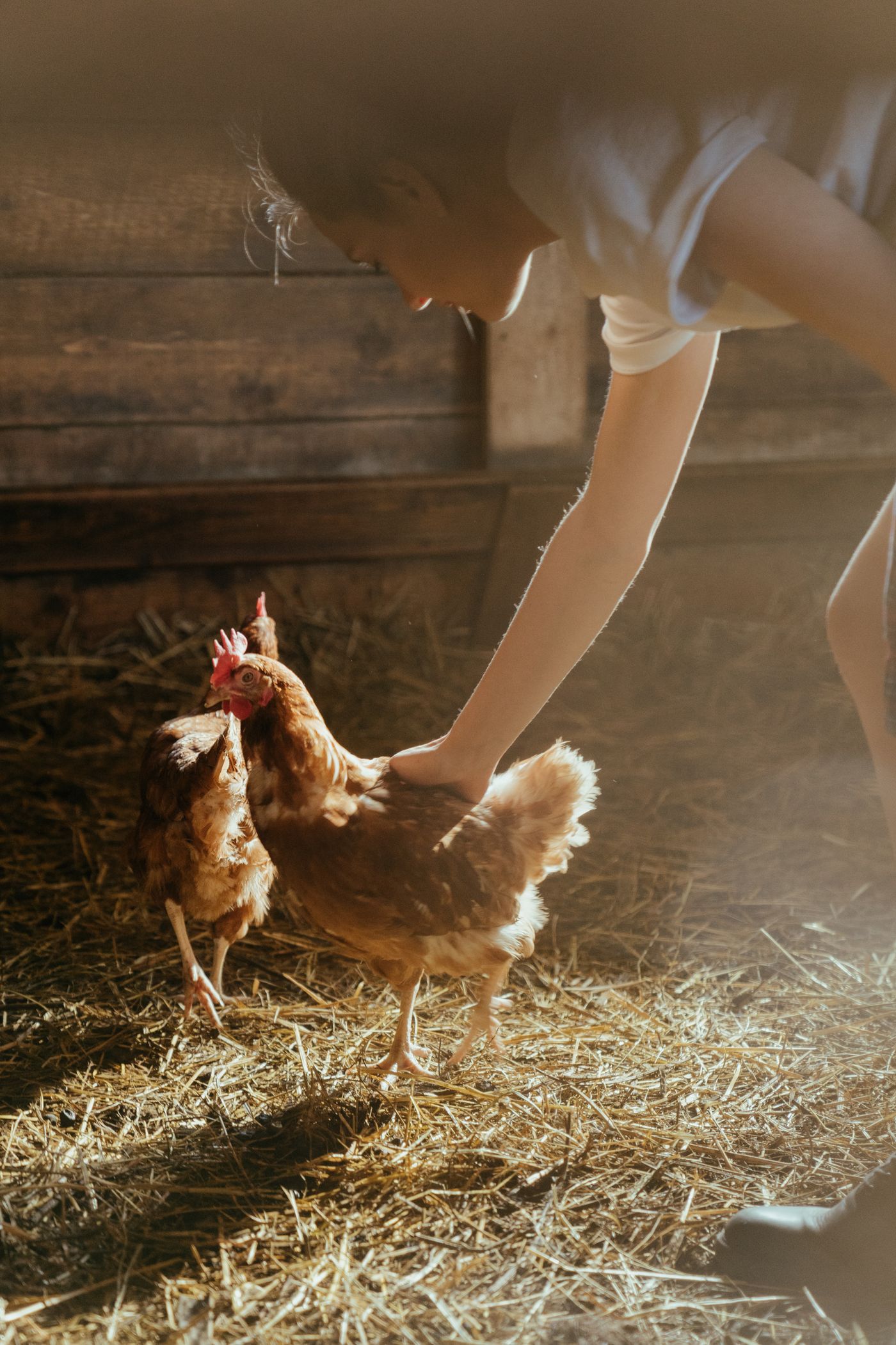 Broilers