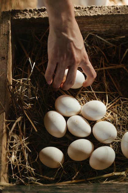How to chicken fertilize eggs