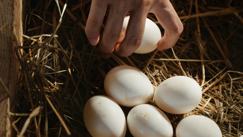 Hand collecting eggs from a nest box