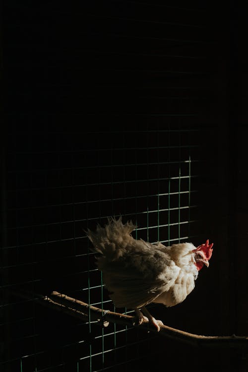 White and Brown Chicken Inside Cage
