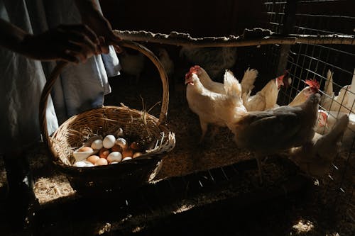 Free White Chicken on Brown Woven Basket Stock Photo