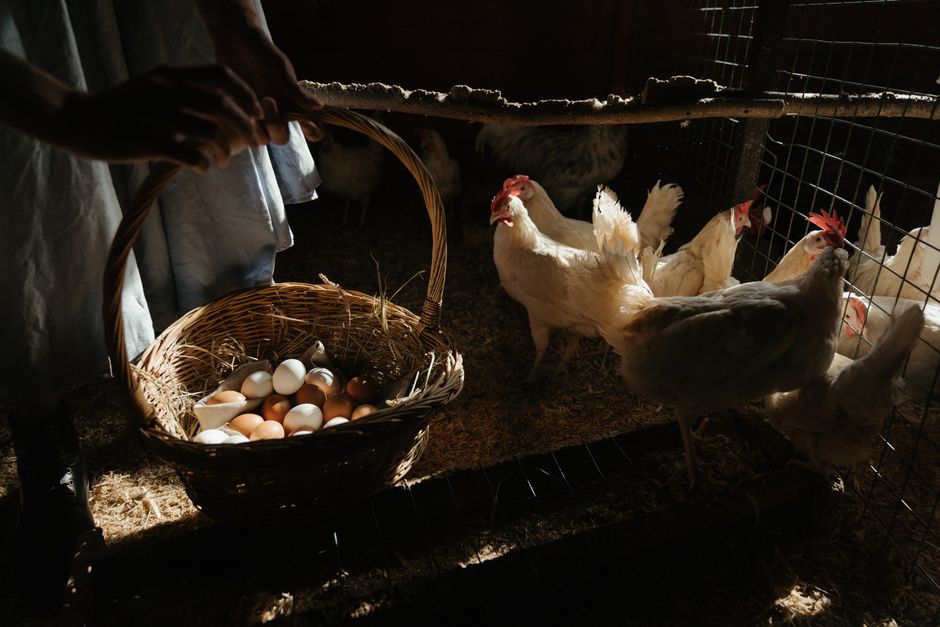 Huevos frescos en nido de paja en granja de producción avícola