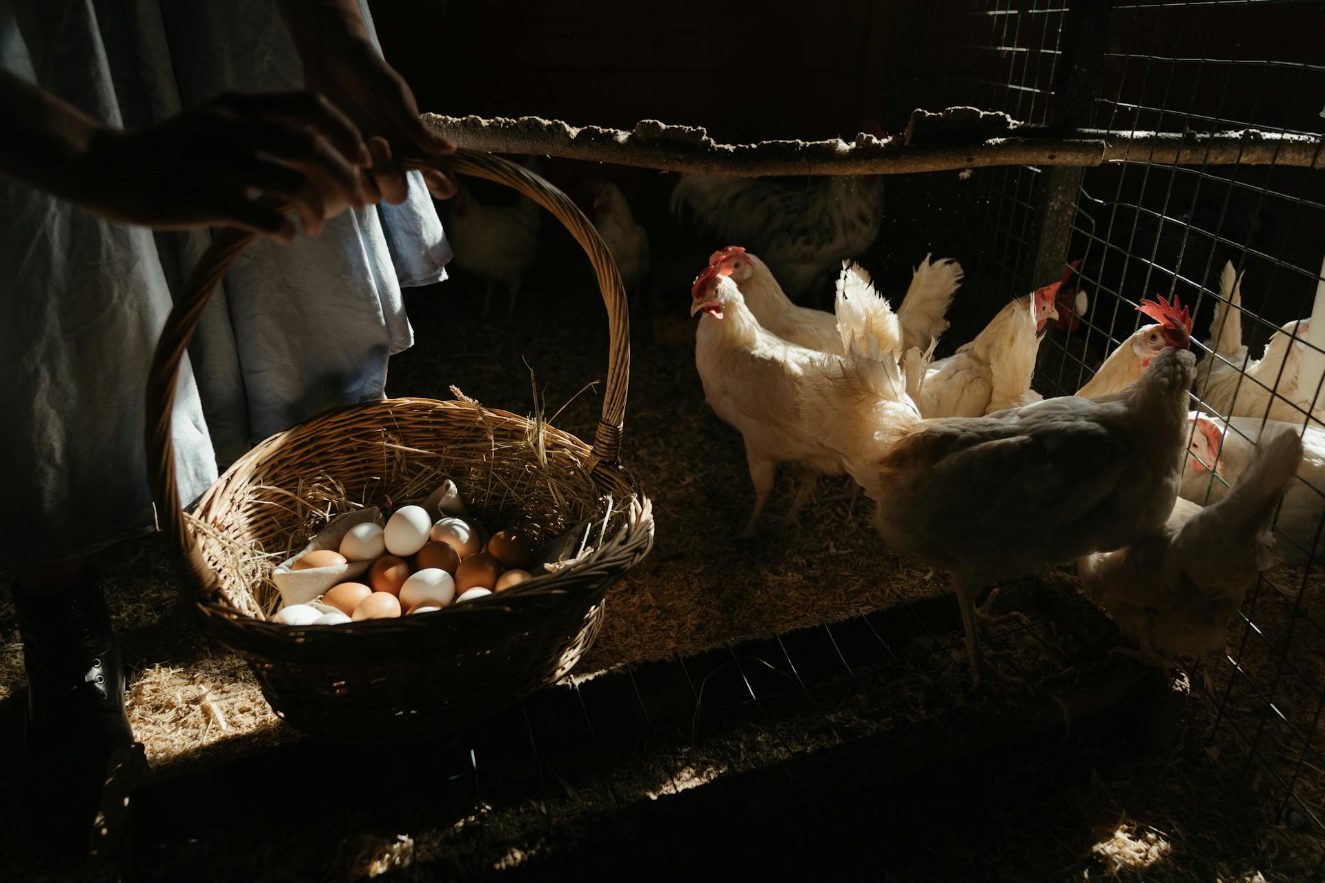 White Chicken on Brown Woven Basket