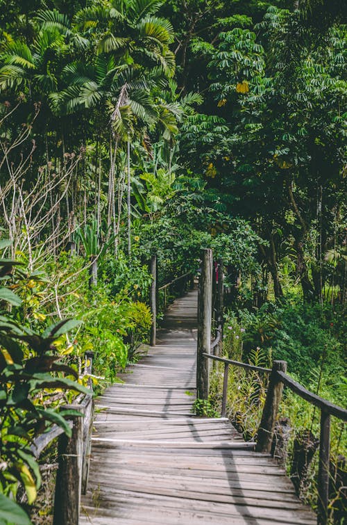 Wooden Bridge in the Middle of Green Trees