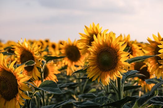 A lush sunflower field in full bloom under a warm sunset, capturing the essence of nature's beauty.