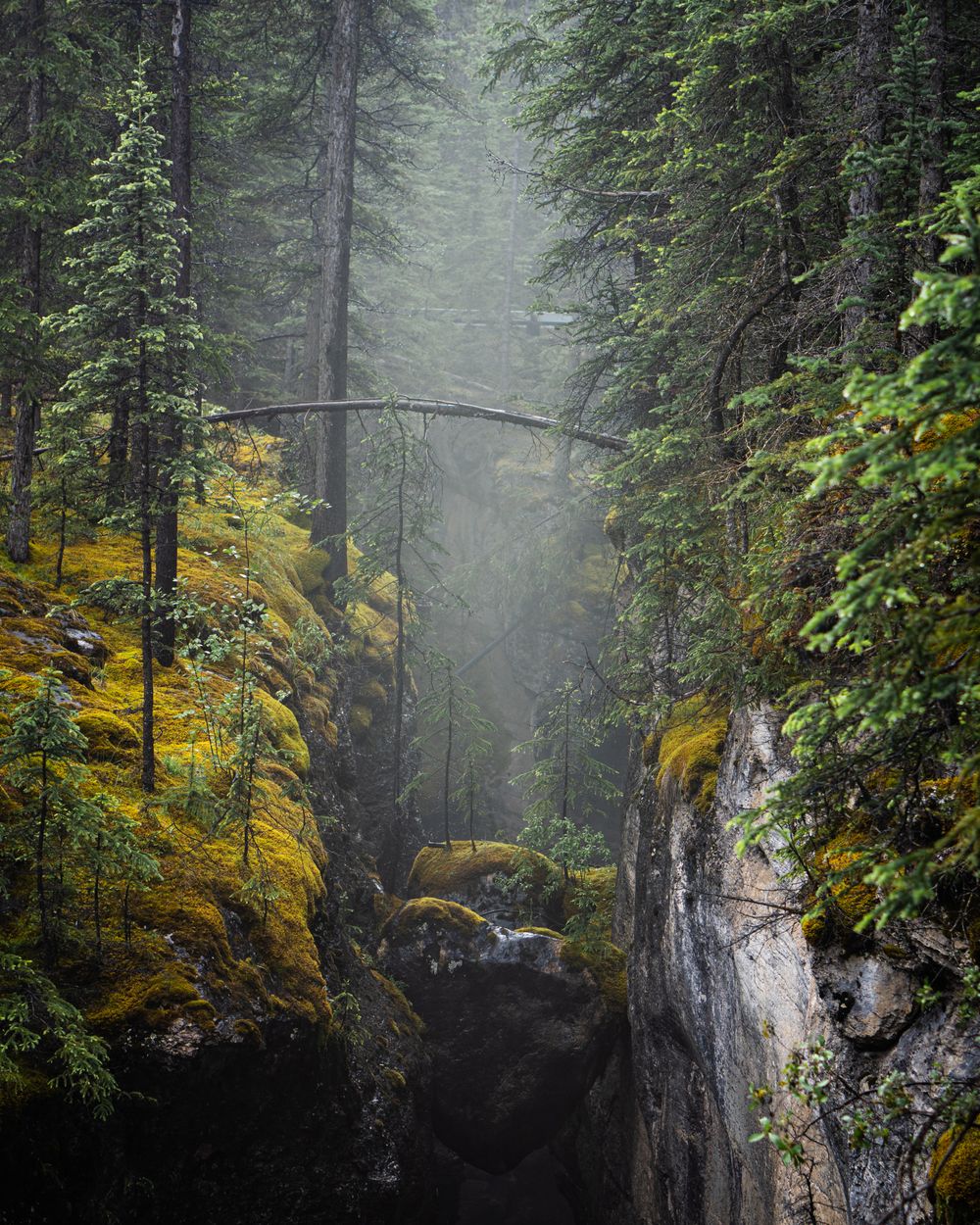 Mossy ravine in a foggy conifer forest — photo by Emeric Laperriere on Pexels