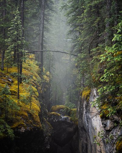 Mossy ravine in a foggy forest — Emeric Laperriere on Pexels