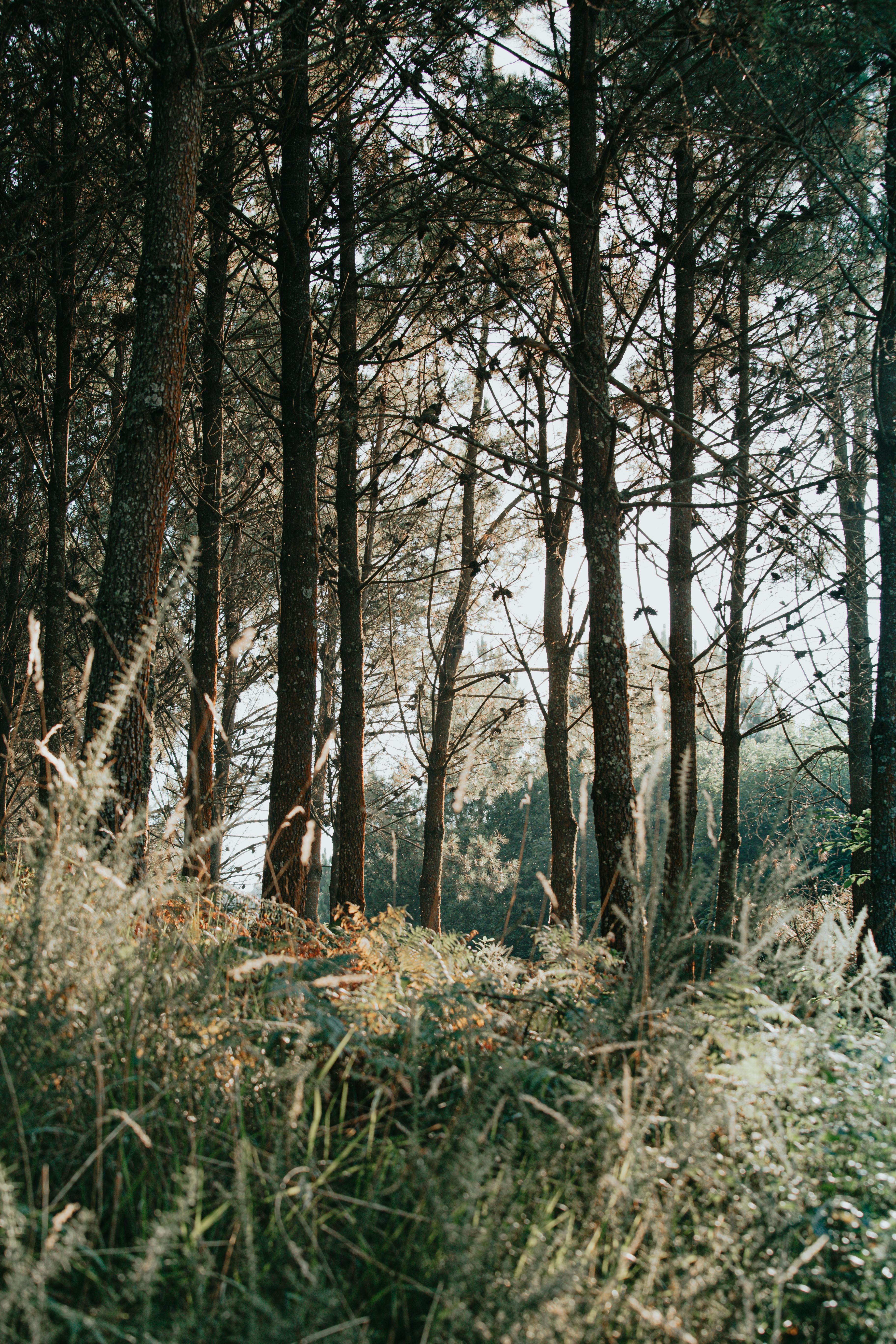 Scenery view of lush green grass and trees growing in woods under sky