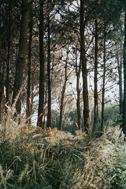 Scenery view of lush green grass and trees growing in woods under sky