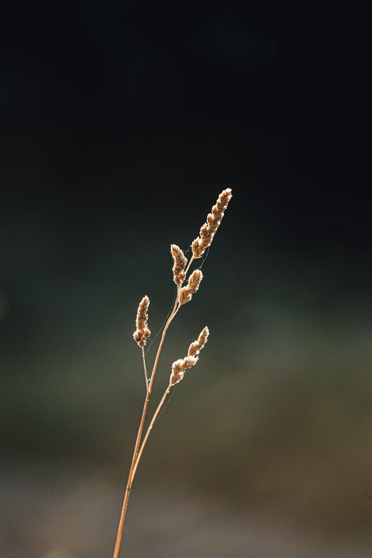 Golden Spike On Thin Stem In Field