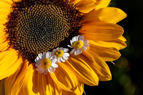 
A Close-Up Shot of a Sunflower