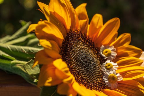 
A Close-Up Shot of a Sunflower