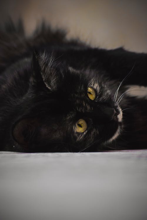 Free stock photo of black, black cat, brown Stock Photo