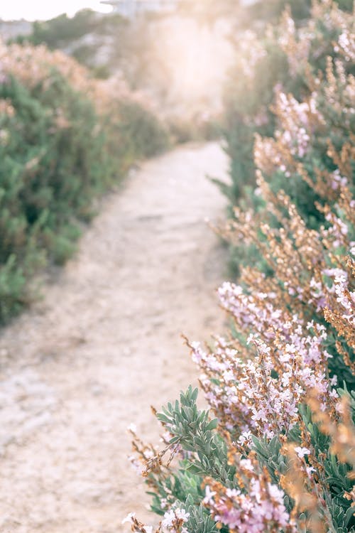 Free High angle of narrow empty pathway among blooming pink heather flowering plant in field in sunlight Stock Photo