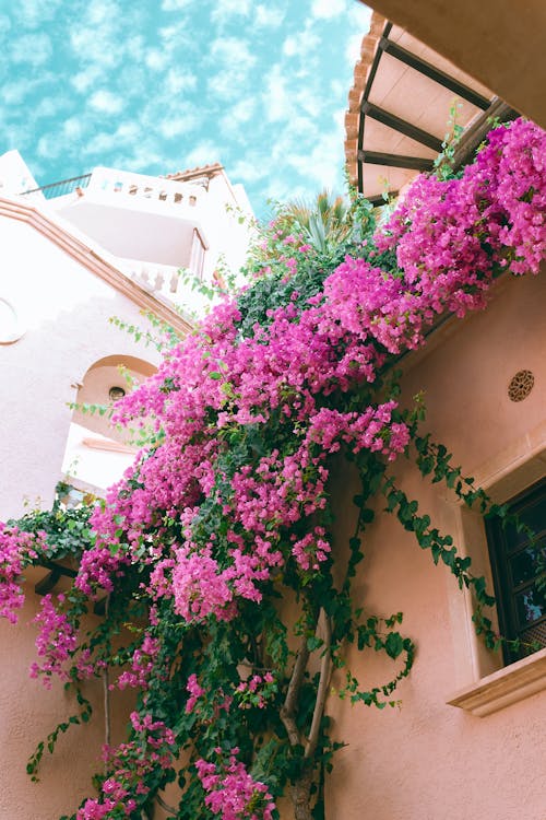 From below of lush gentle exotic great bougainvillea flowers with bright pink petals decorating wall of stylish mansion against blue sky