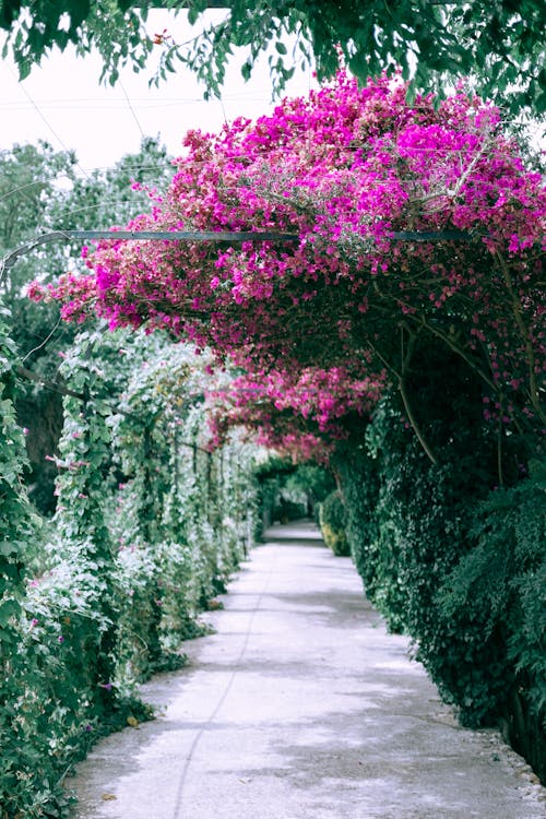 Blooming great bougainvillea growing in garden near arched alley