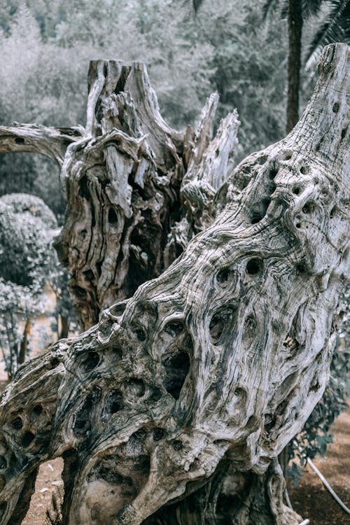 Pola Abstrak Batang Pohon Yang Rusak