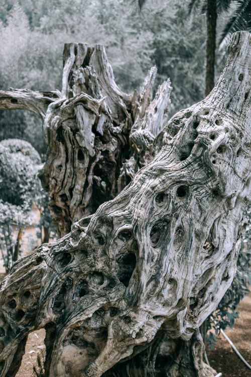 Free Uneven textured surface of old broken tree trunk in garden on sunny day Stock Photo