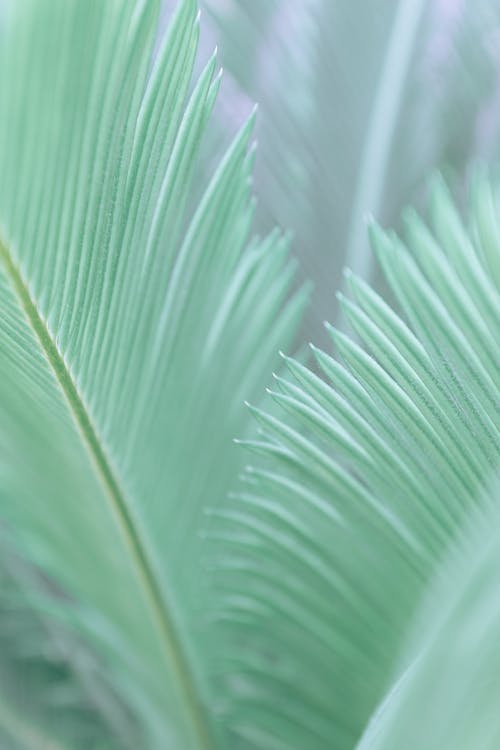 Closeup of green leaves of exotic Japanese sago palm growing in garden in sunlight