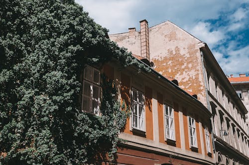 Old building with symmetric windows and lush foliage growing on wall