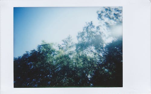 Kostenloses Stock Foto zu bäume, natur, polaroid