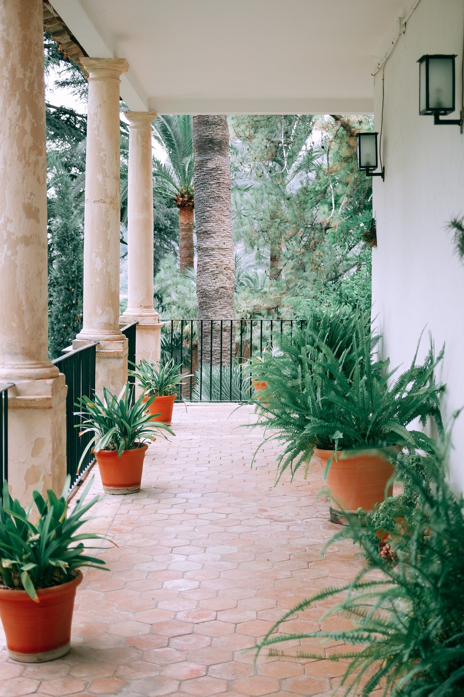 Terrasse méditerranéenne bordée de palmiers et de plantes en pots