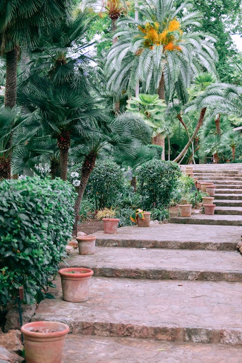 Каменная лестница среди экзотических деревьев в пышном саду