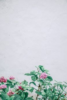 简单的白墙上，郁郁葱葱的粉红绣球花生机勃勃地绽放，透出一丝自然与优雅的气息
