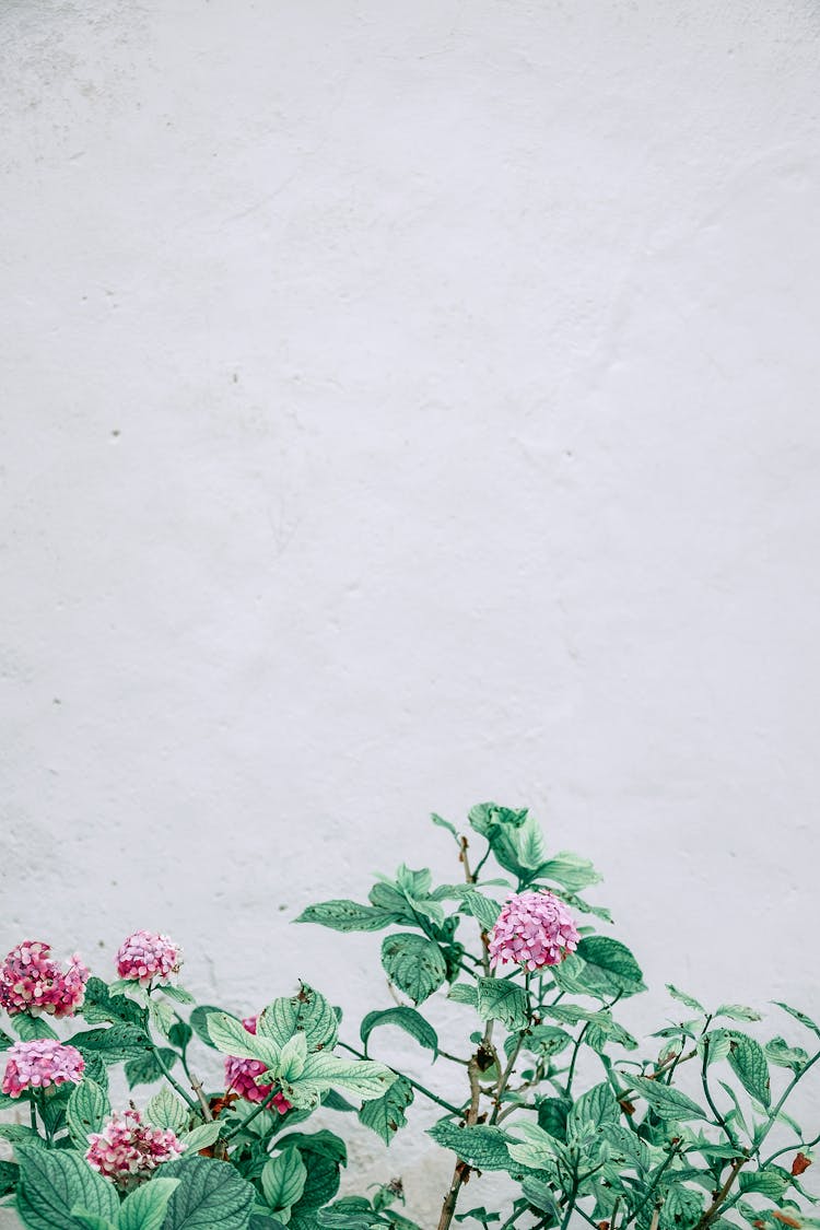 Blooming Hydrangea Macrophylla Flowers Growing Against White Wall