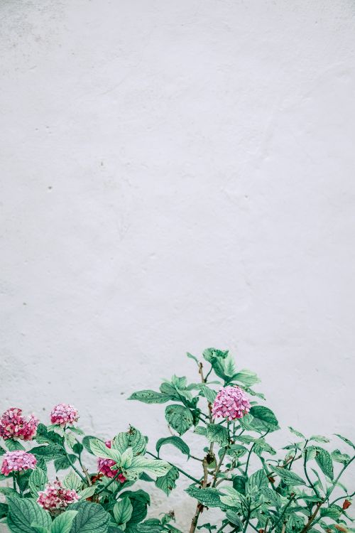 Free Delicate pink hortensia flowers with fresh green leaves growing on  street against white wall Stock Photo