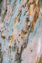 Rough surface of colorful tree trunk