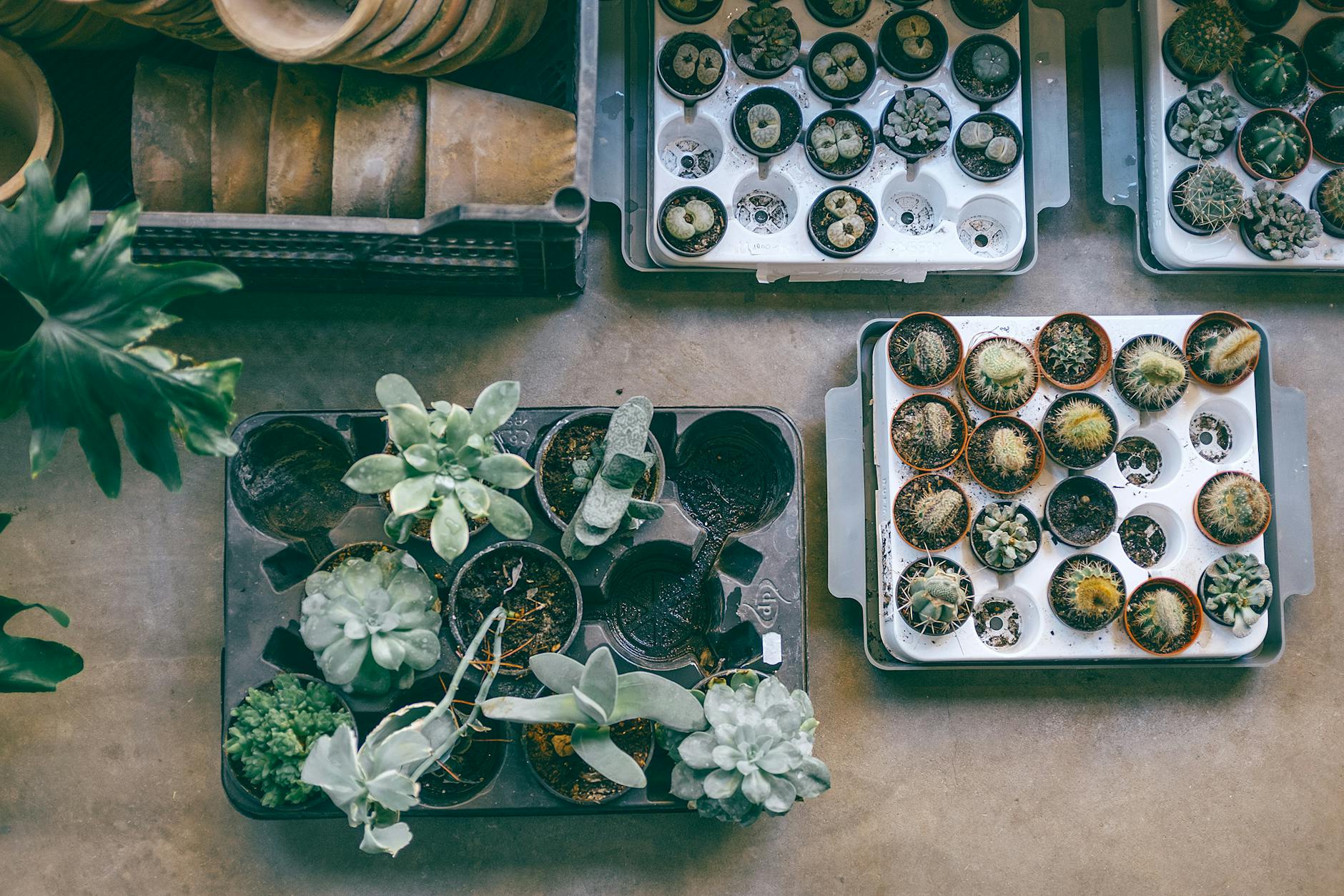 Teacup Planters With Succulents On A Tray