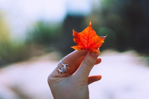 Unrecognizable female with ring on index finger with bright maple leaf in hand standing on blurred background in nature on autumn day