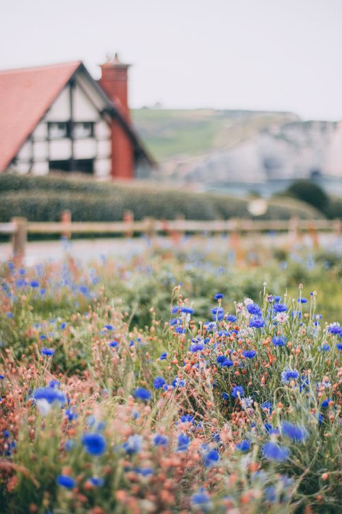 Free Blue flowers growing near rural road with barrier against blurred cottage located in countryside near rocky cost against cloudless sky Stock Photo