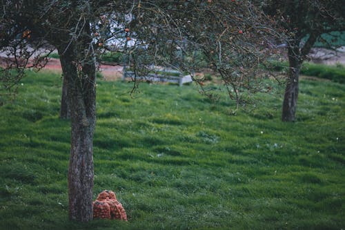 Green lawn with trees in orchard