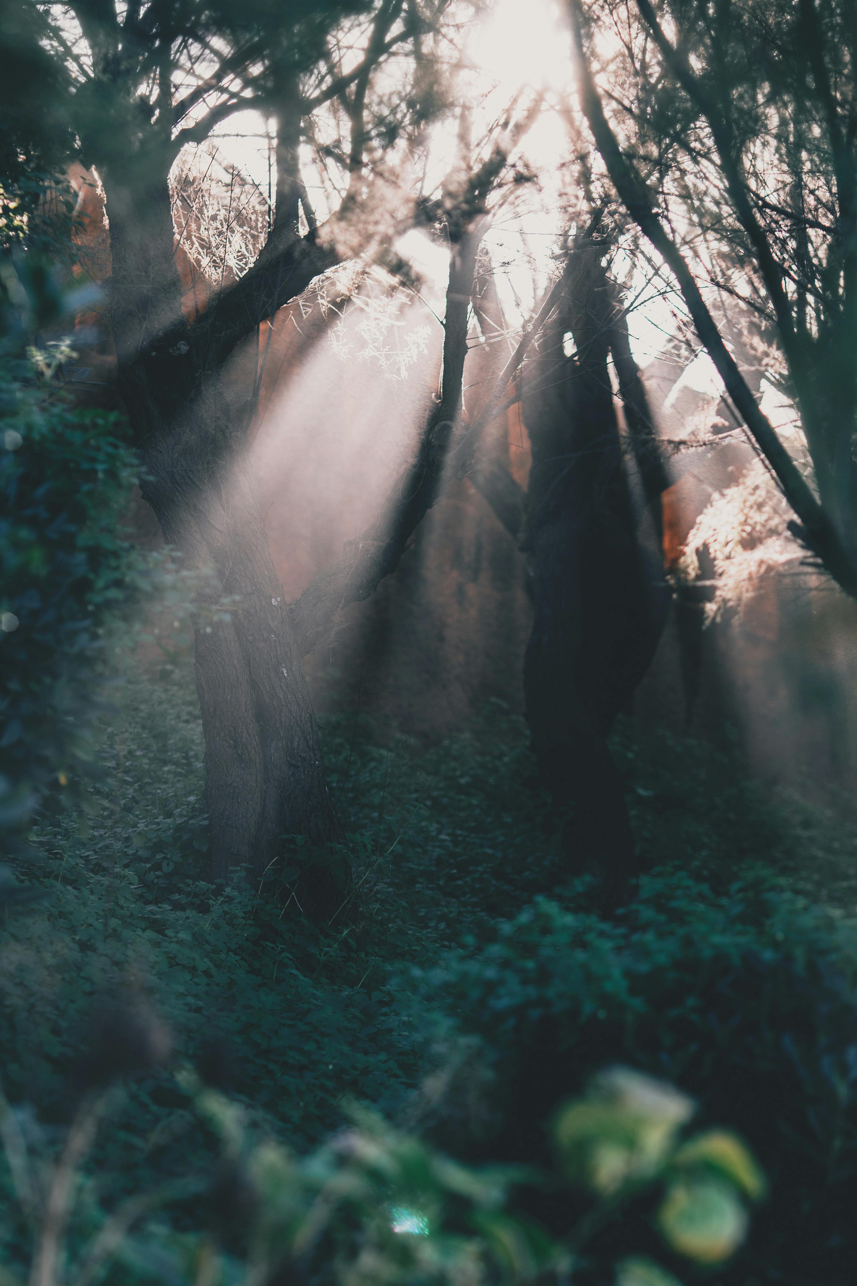 green forest illuminated by sun beams in summer