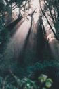 From below scenery view of high trees with shrubs illuminated by sun rays in daylight