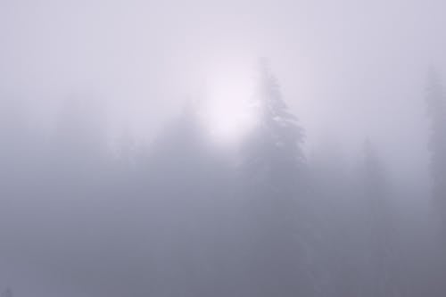 Winter woods with trees on foggy day