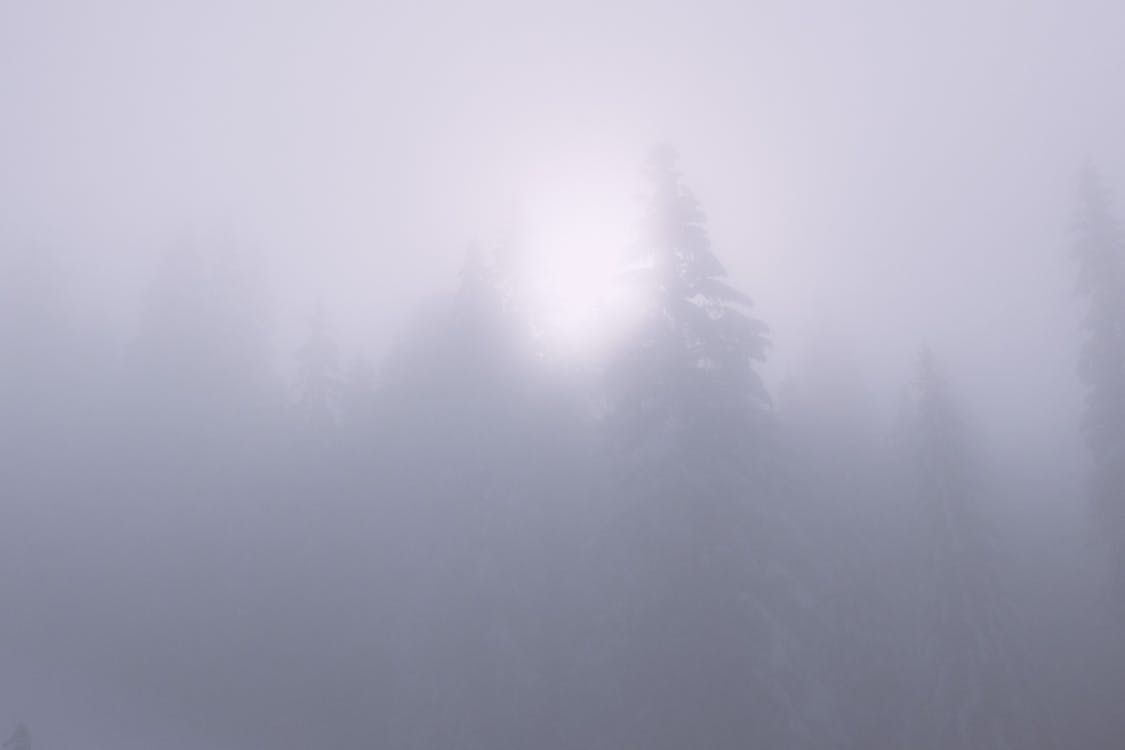 Winter woods with trees on foggy day