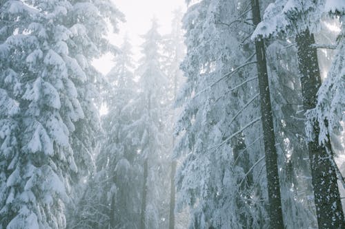 冬季森林與茂密的樹木在霧中