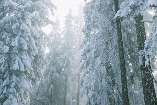 大雾天气中，未被影响的树林里，高大的树木覆盖着白雪