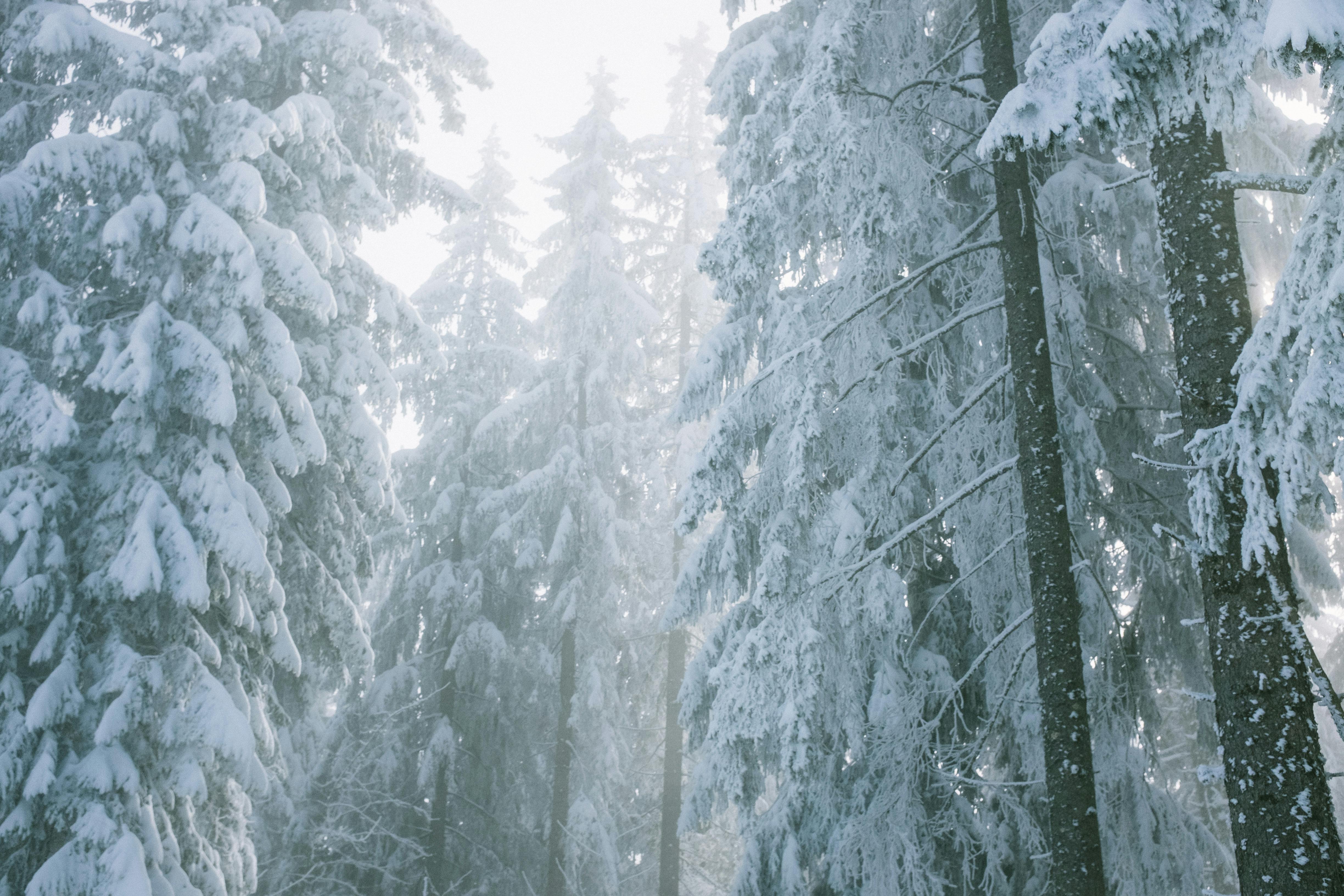 Green forest illuminated by sun beams in summer · Free Stock Photo